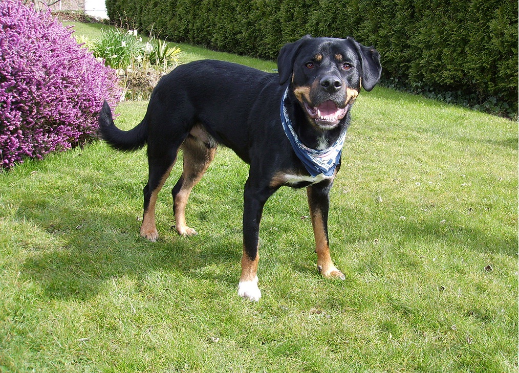 JOY (Border Collie, Rottweiler) Border Collie Rottweiler 